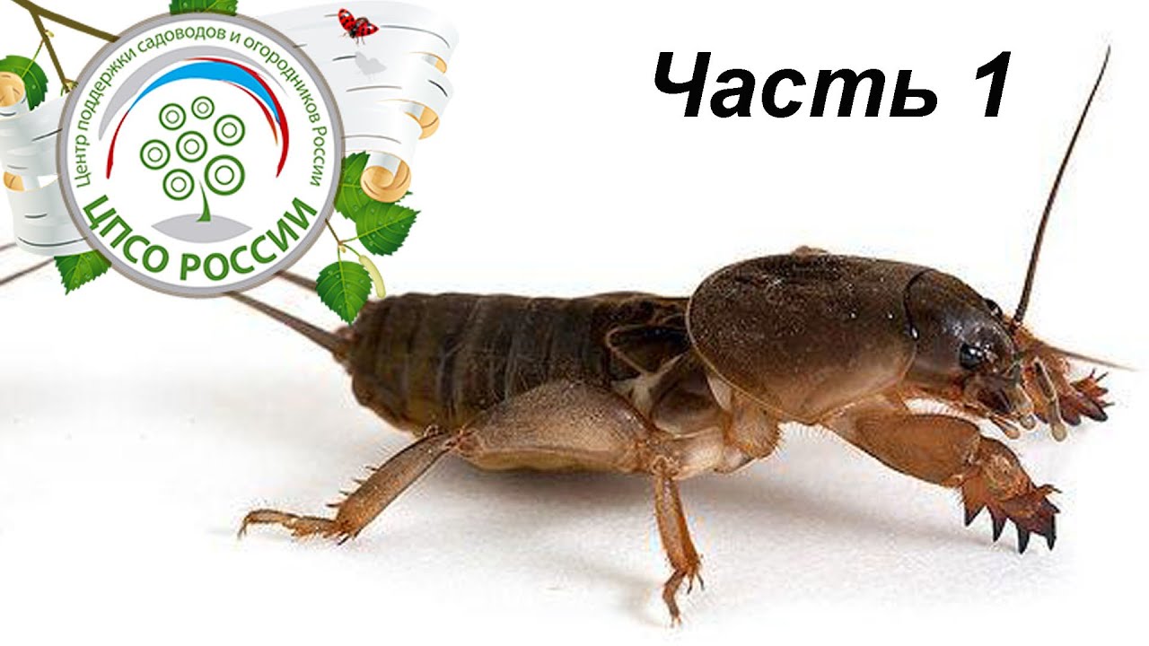 Как бороться с медведкой. Объявляем войну медведке. Часть 1