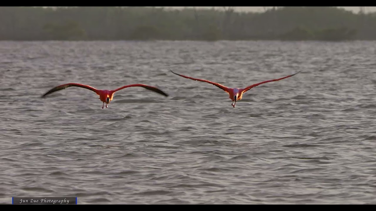 2024 Mexico Flamingo 1   Flying