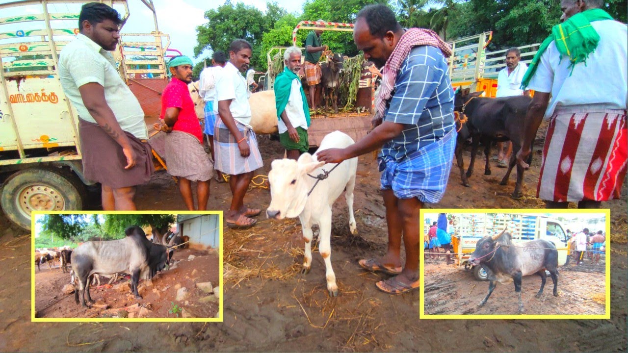 ஜல்லிக்கட்டு காளைக்கன்றுகள் குறைந்த விலைக்கு விற்பனை | மதுரை மேலூர் சந்தை | mysteryofvillage