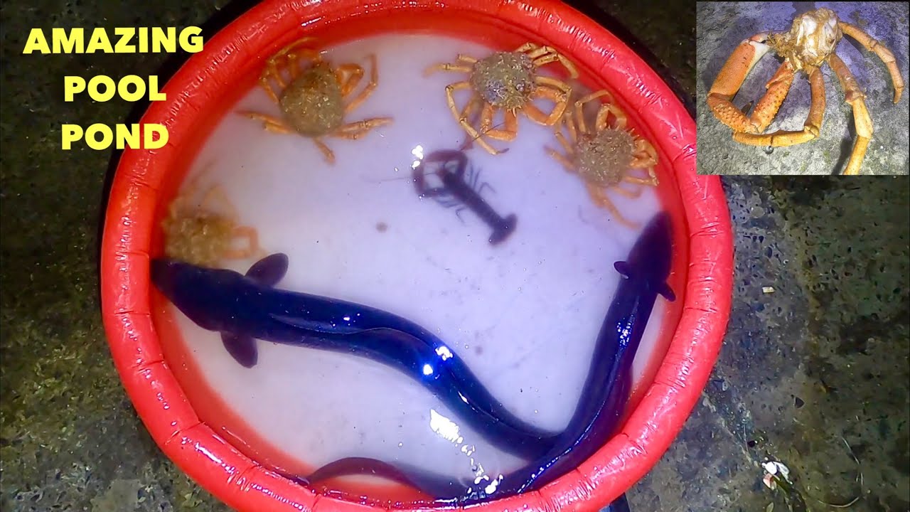 SALTWATER POOLPOND ON A LIGHTHOUSE , Big Conger eels , lobster & Spidercrabs