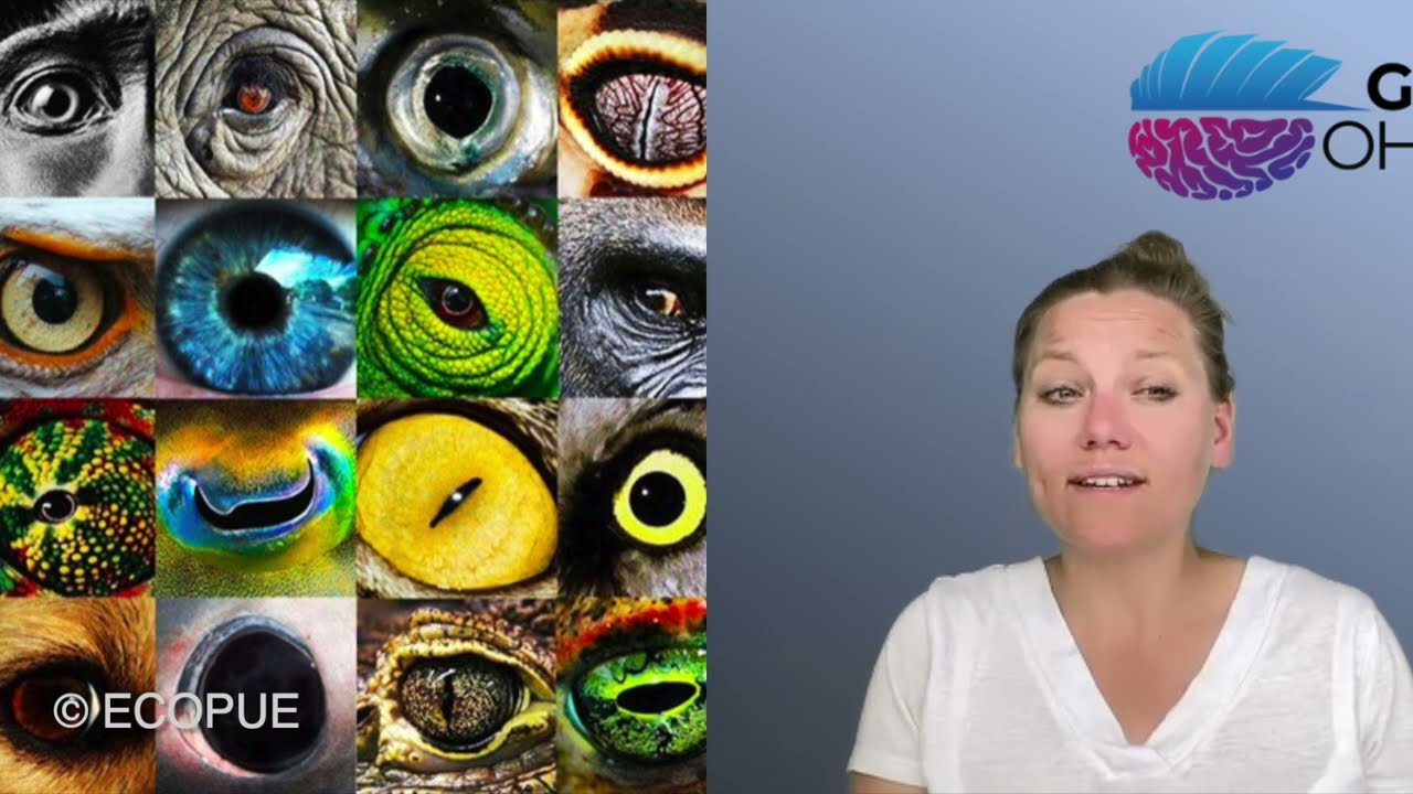 OHBM2022 Educational Course: Brain variability parcellations - Stephanie Forkel