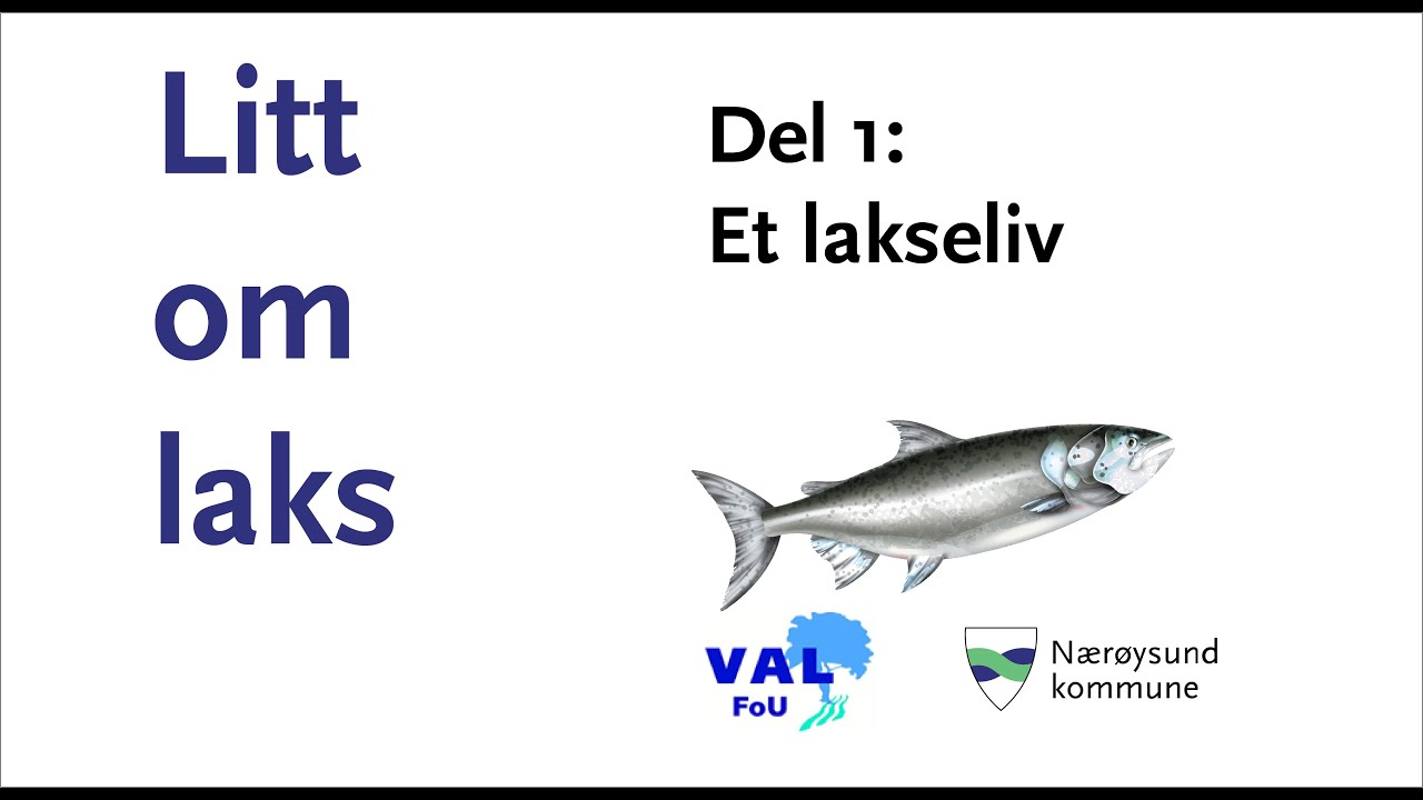 Litt om laks - episode 1