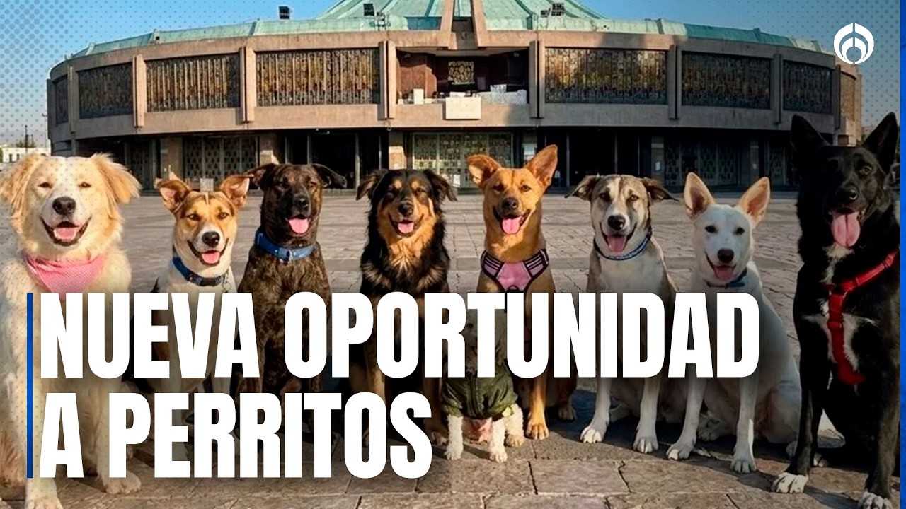 Se llevó a cabo la Feria de Adopción de Perros Peregrinos en la alcaldía Gustavo A. Madero