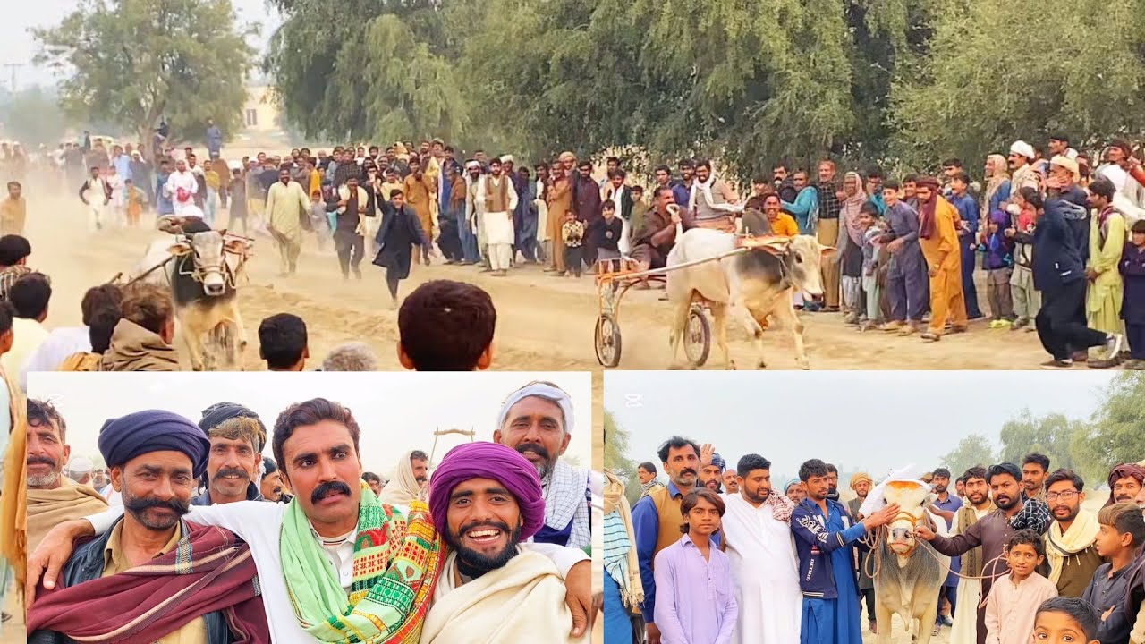 آج کا نیو میلہ شاہ جمال 11 December میلہ ملک dear Bilal Shah Malik muzammil Kaba ￼￼