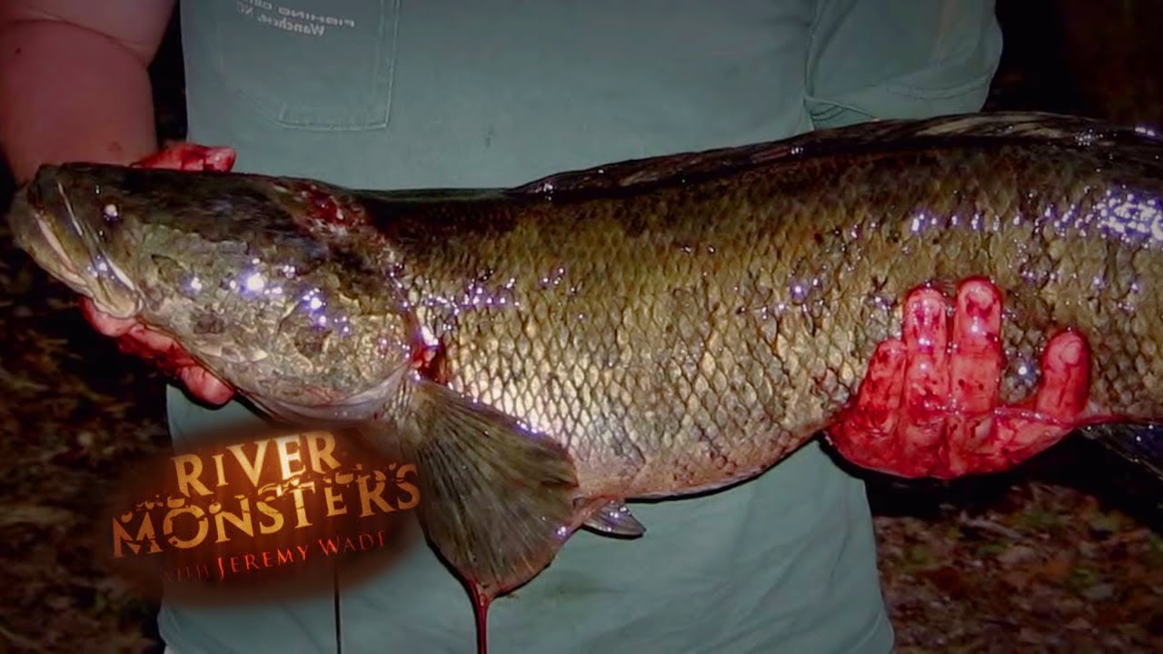 Hooking An AGGRESSIVE Snakehead! | SNAKEHEAD | River Monsters