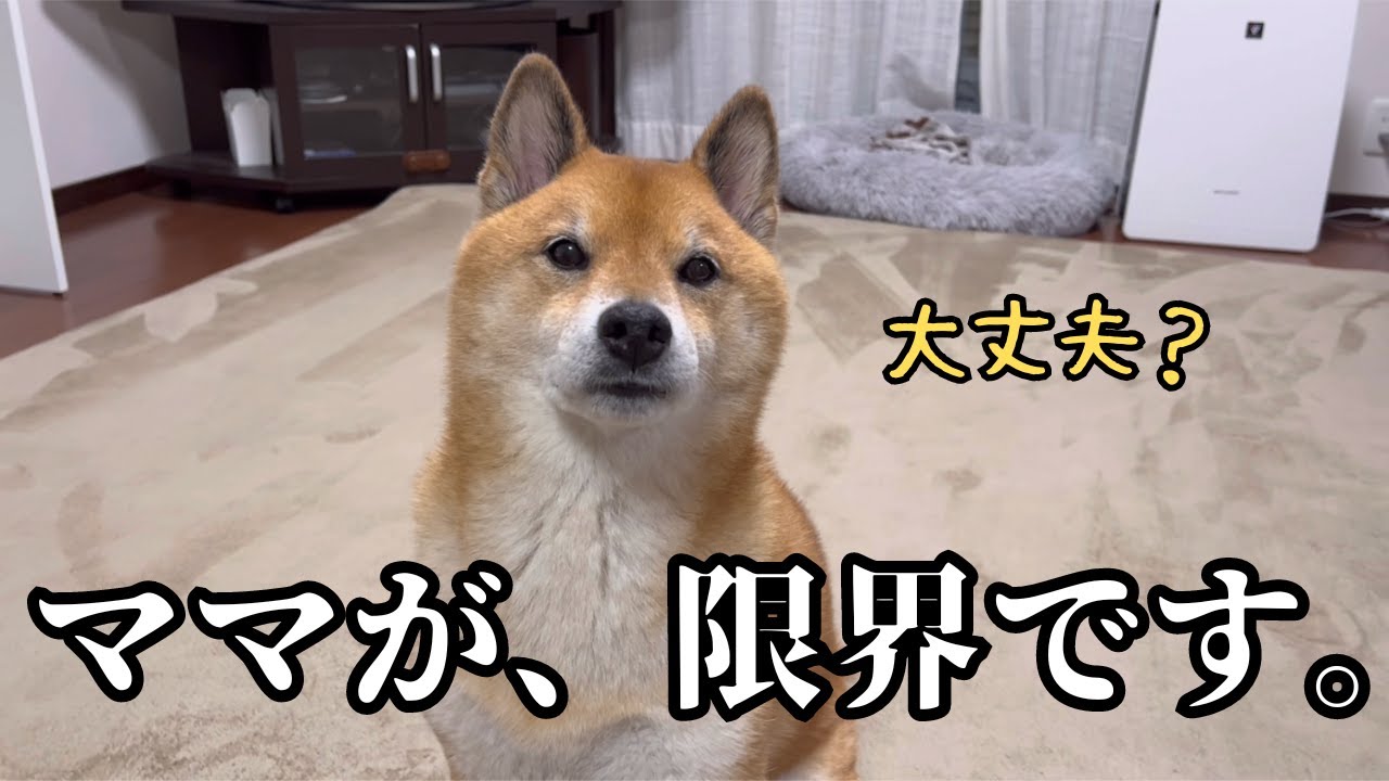ドタバタ過ぎるかーちゃんと、マイペース過ぎる柴犬がお送りするロック家のナイトルーティン。