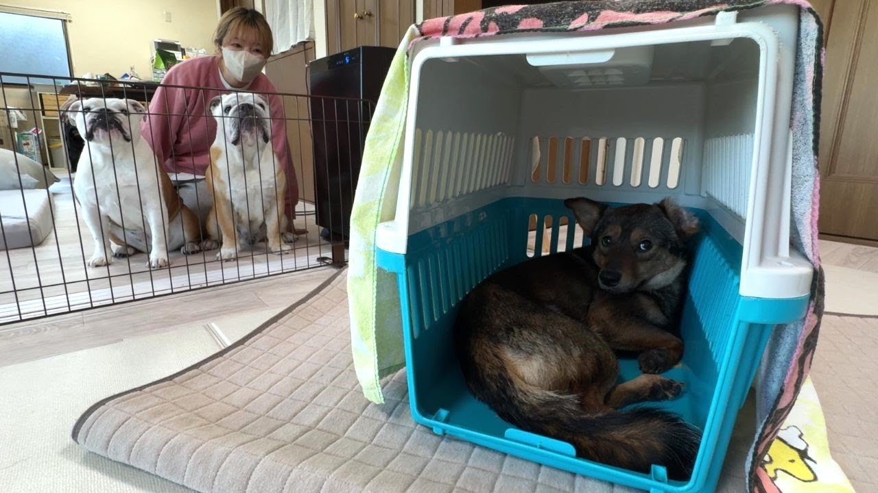 人馴れゼロの保護犬をお迎えすることになりました…