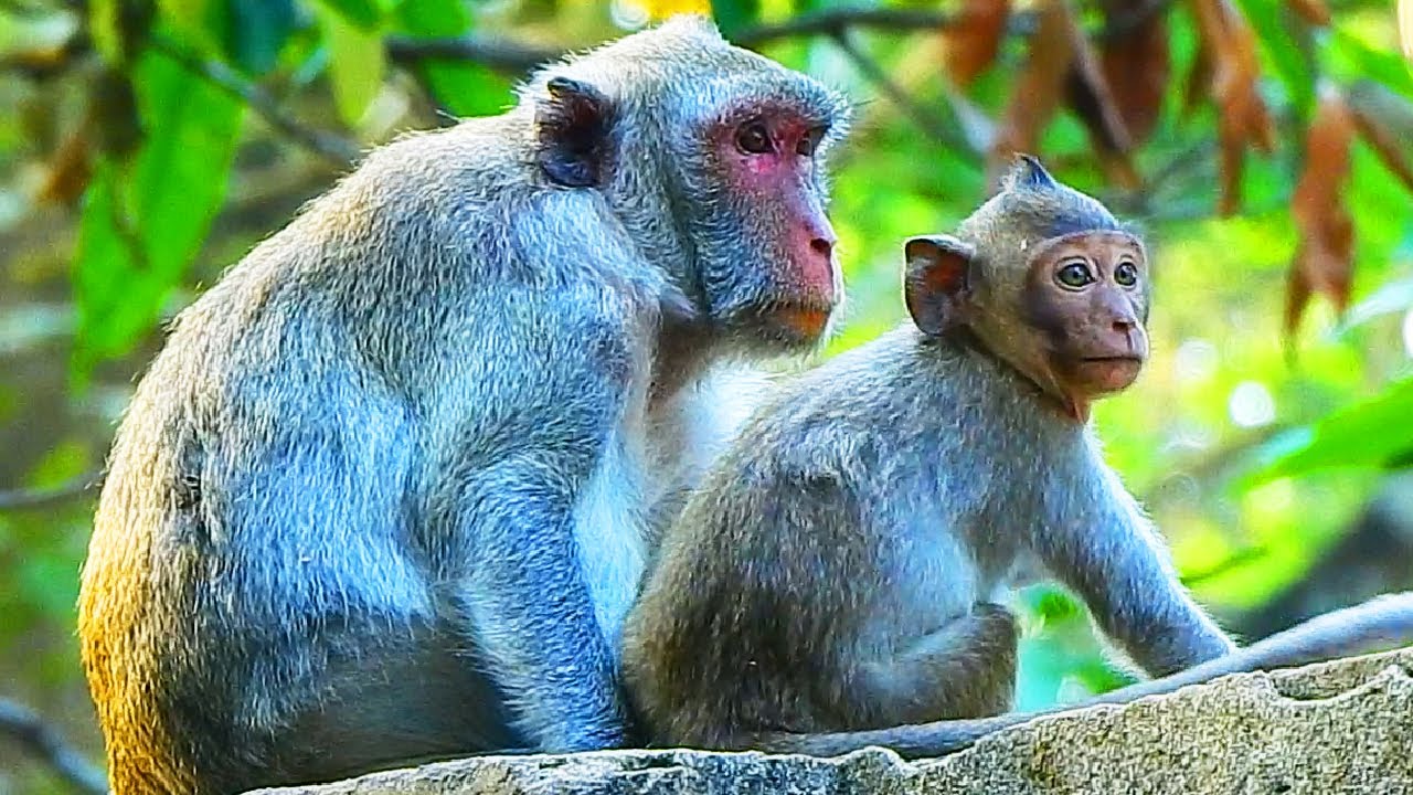So Sad! Jane Monkey Is Getting To Bored About Her Pregnant/ Jonna Hungry Milk.