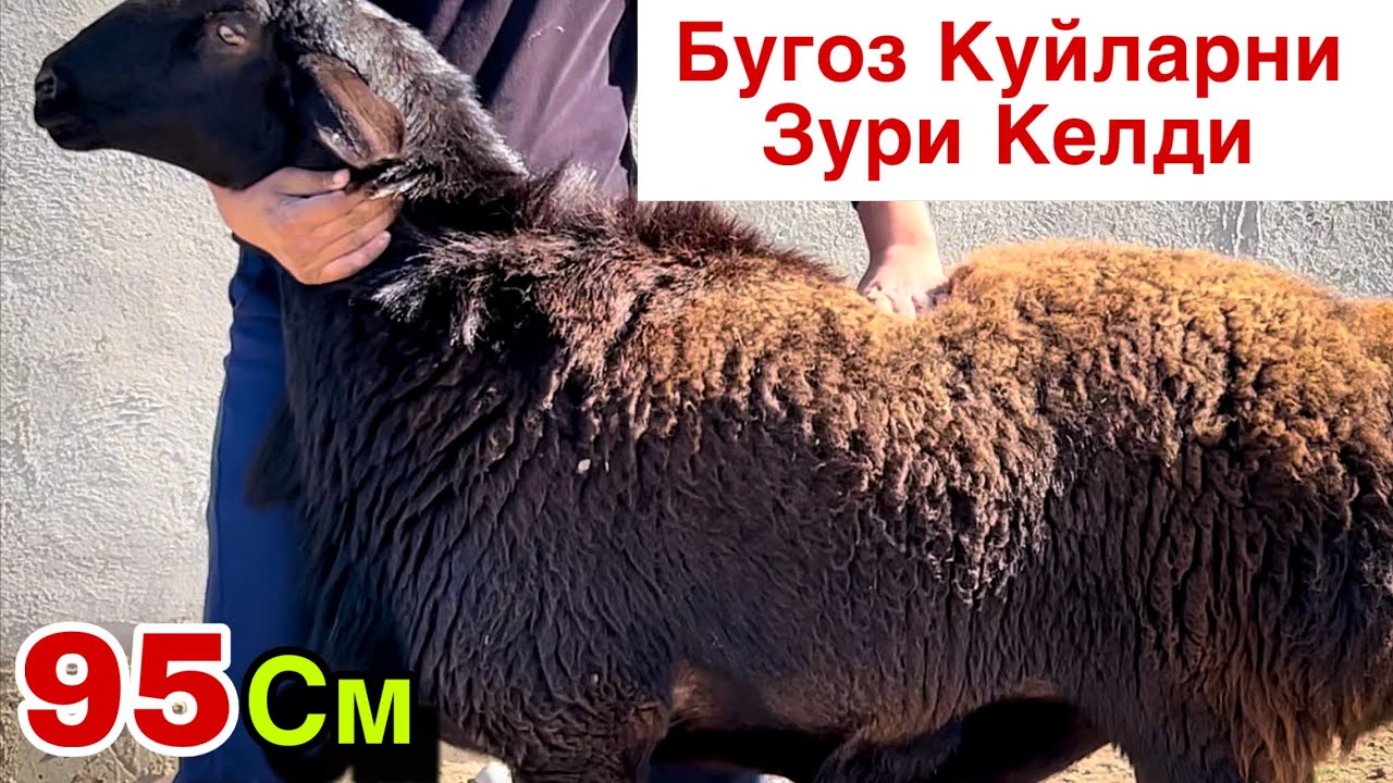 Великан Куйлар! ☎️+998 95 094 9996 ☎️+998 77 106 6447