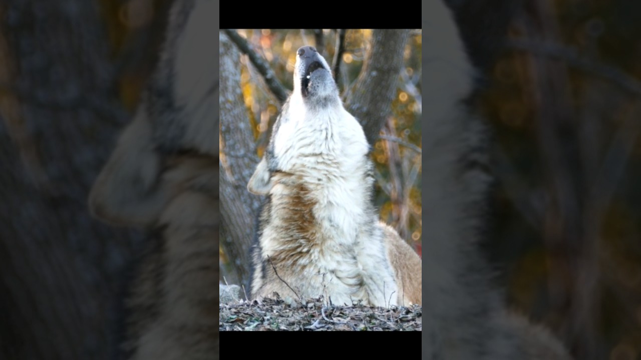 Sound of Gray Wolf Howling | Canis lupus Sound
