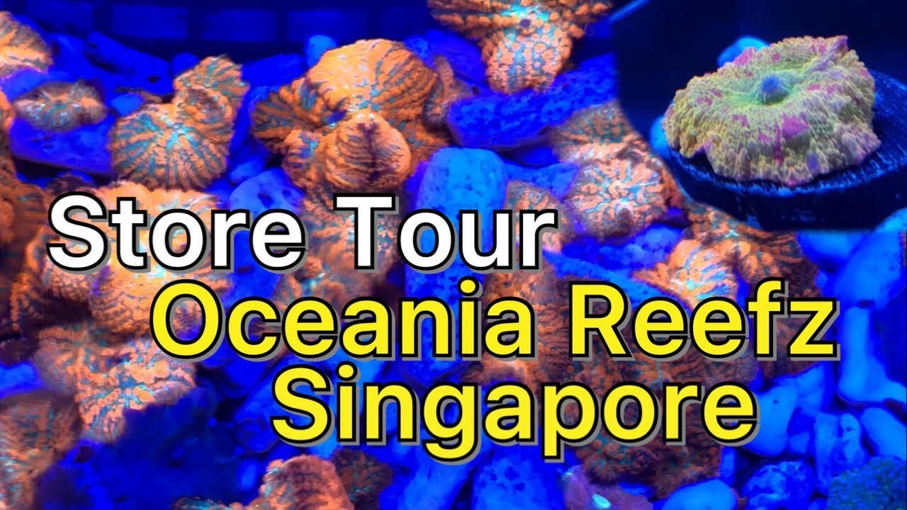 FTRTV Store Tour - Oceania Reefz Aquarium Singapore