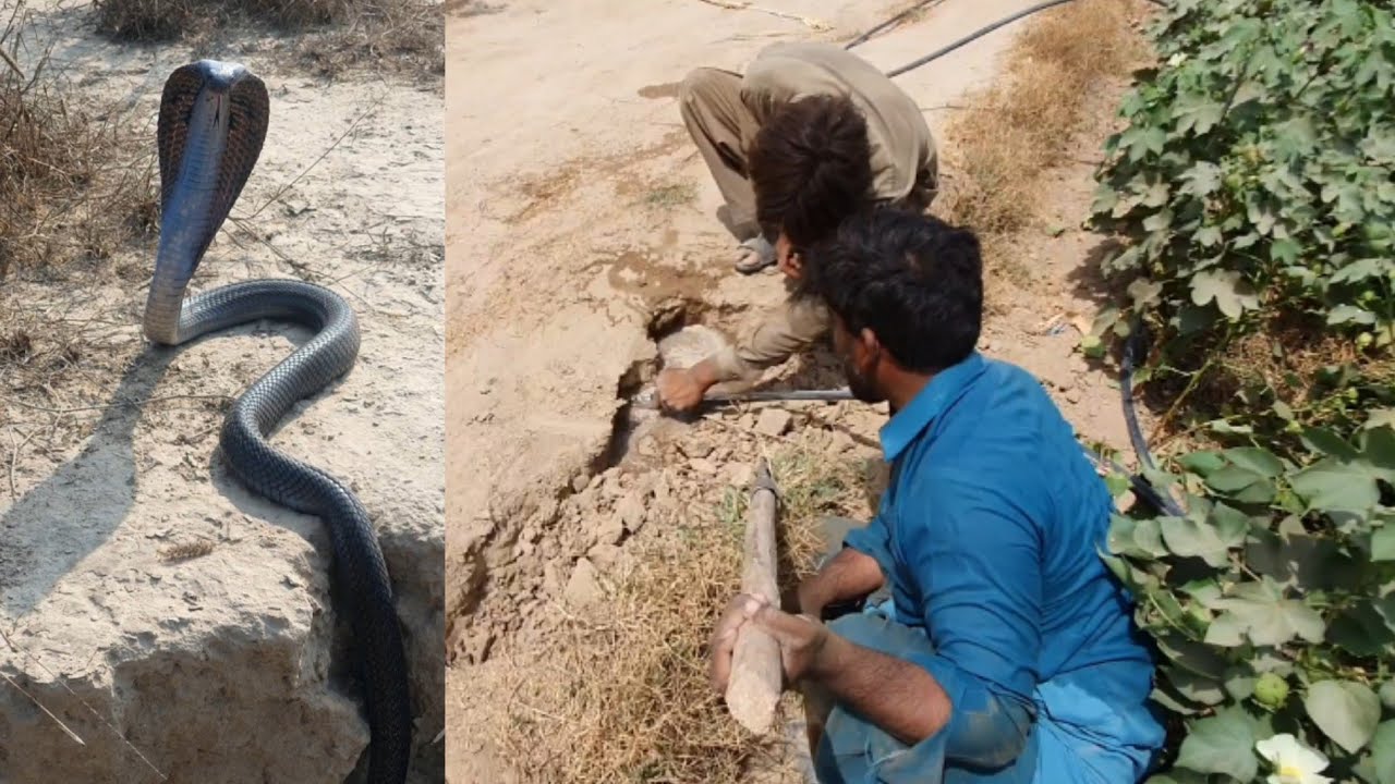Black Cobra Snake Hunting in the Fields with the Help of water