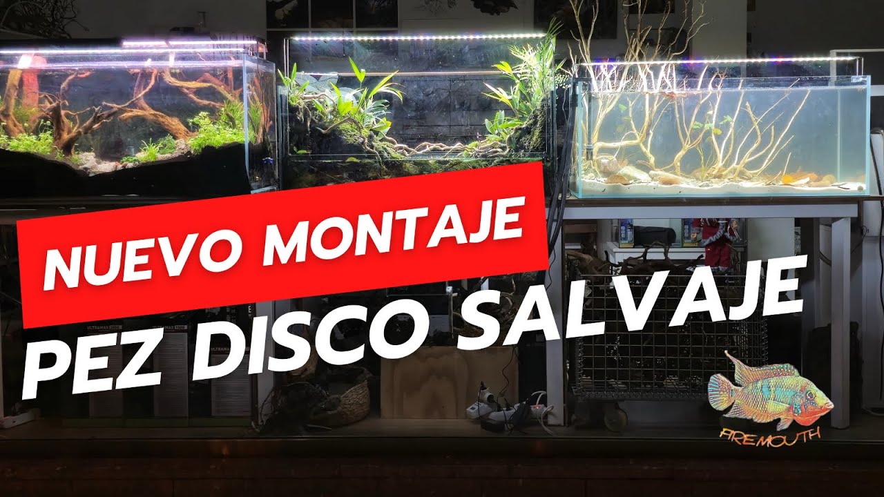 Nuevo montaje para Pez Disco Heckel Blue Head Nhamunda