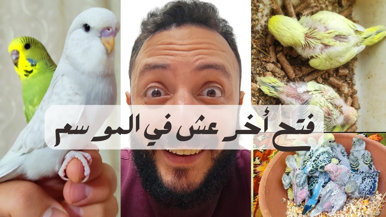 فاكر عش البادجي اللي كان معاه ٣ زغاليل مش بتوعه