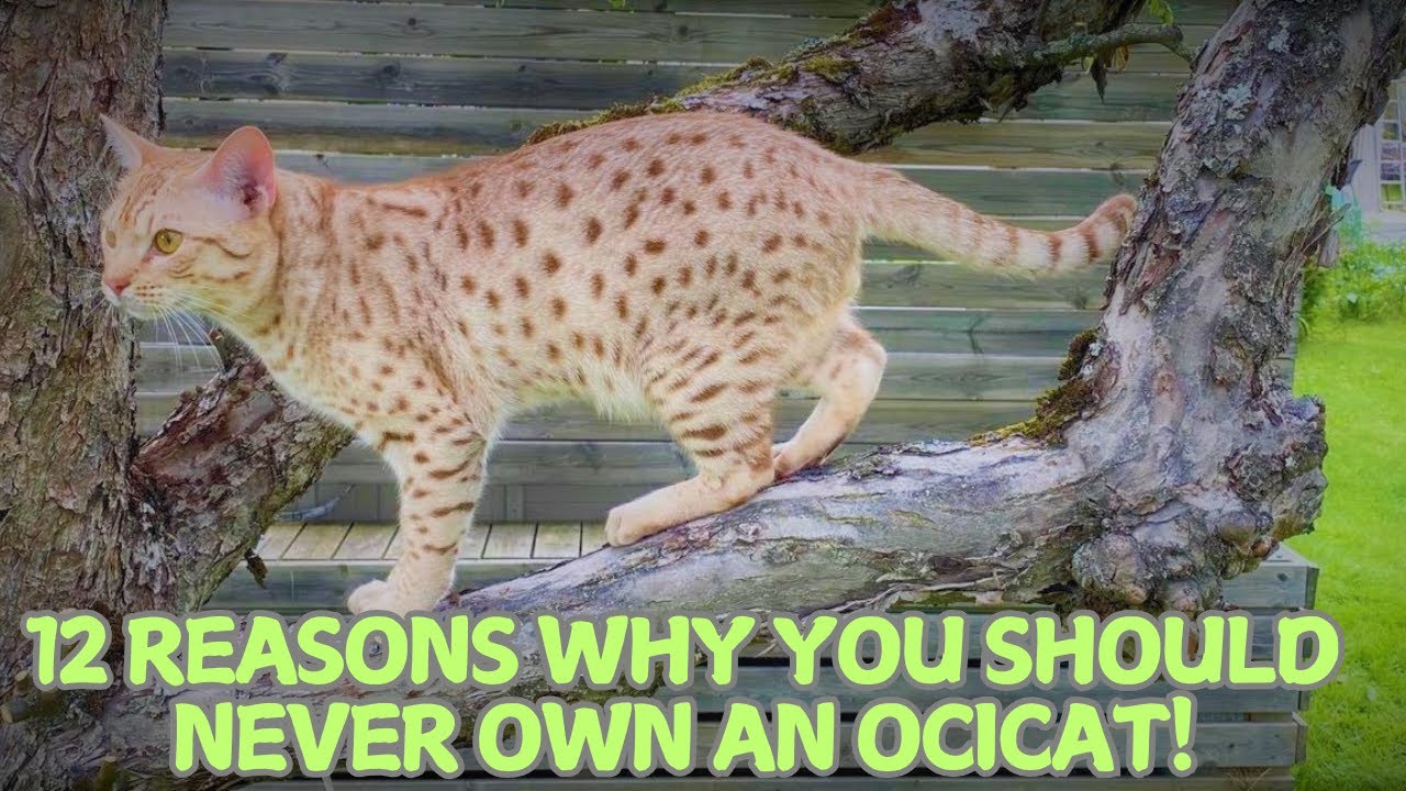12 Reasons Why You Should Never Own an Ocicat! 🐆🚫