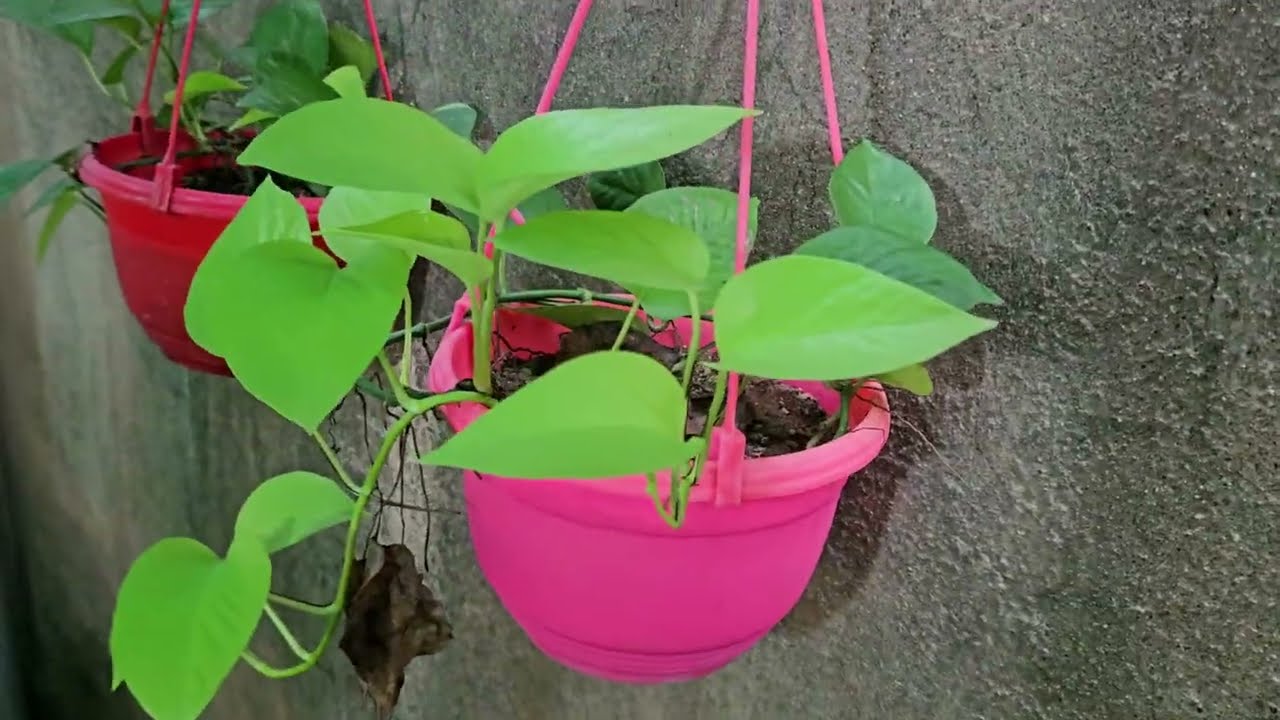 #RANCHI ARGORA CHOWK BIG NURSERY #INDOOR PLANT'S COLLECTION #ALL PERMANENT PLANT LOW MAINTENANCE 