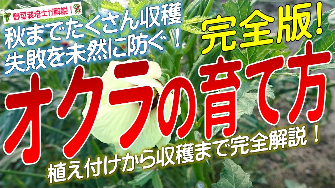 オクラの上手な育て方（種まきから収穫まで完全解説）オクラ栽培のコツとポイントが分かる