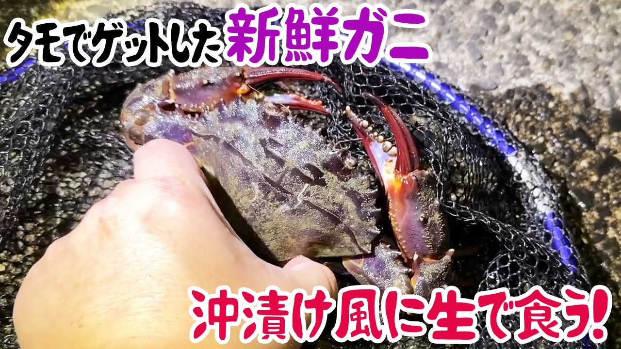 タモでゲットした新鮮ガニ、沖漬け風に生で食う！