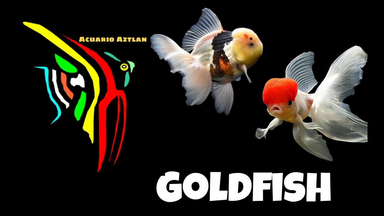 Goldfish algunos cuidados 🐠🐟
