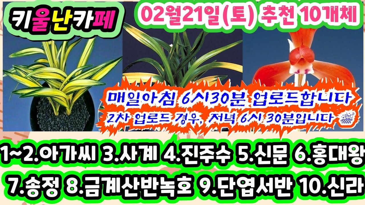 02/21(토) 추천우수 10개체 [1~2.아가씨 3.사계 4.진주 수 5.신문 6.홍대왕 7.송정 8.금계산반녹호 9.단엽서반 10.신라] #키울난카페 