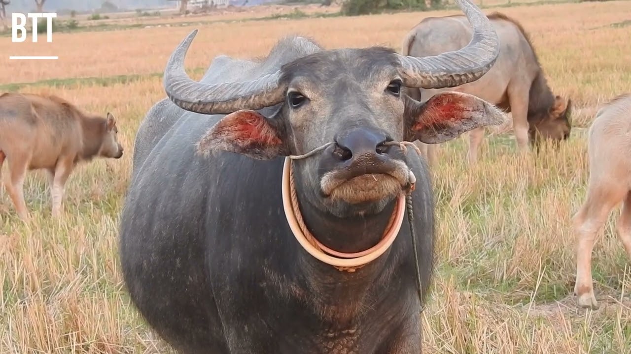 BUFFALO TROOPS RELAXING IN THE FIELDS