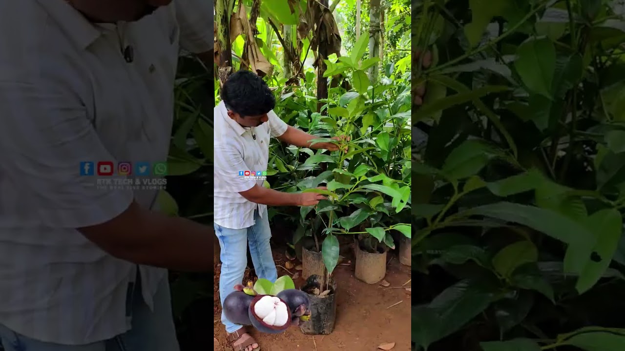 PART 3 തട്ടിക്കൂട്ട് ഓഫറുകളെ വിട ഇവിടെ വമ്പൻ ഓഫറുകൾ ഉണ്ട്  Razeen Exotic Fruits Garden
