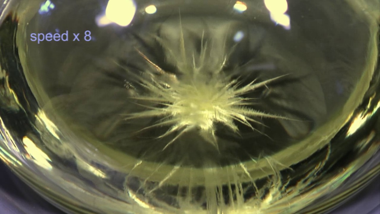 Crystallisation of Monoclinic Sulfur from Solution