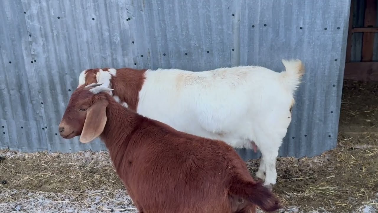 Checking the Boer goats 