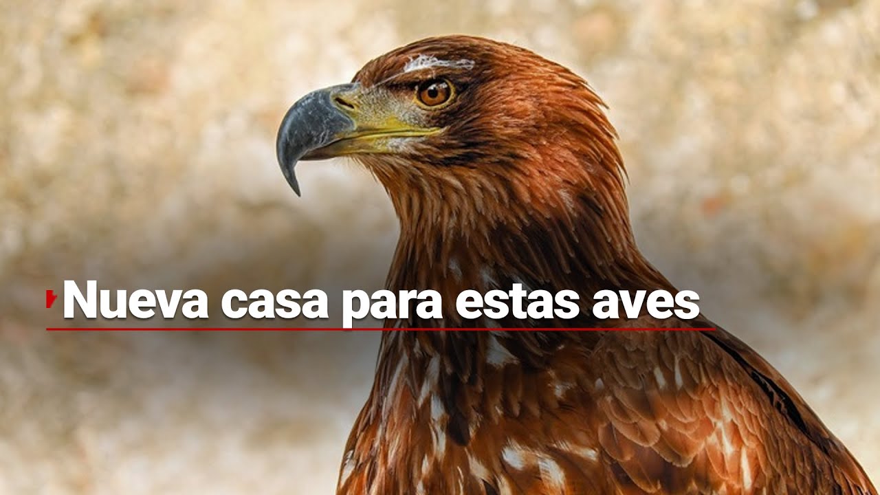 #ZonaVerde | Conoce el Centro de Rescate y Rehabilitación de Aves Rapaces en San Juan de Aragón