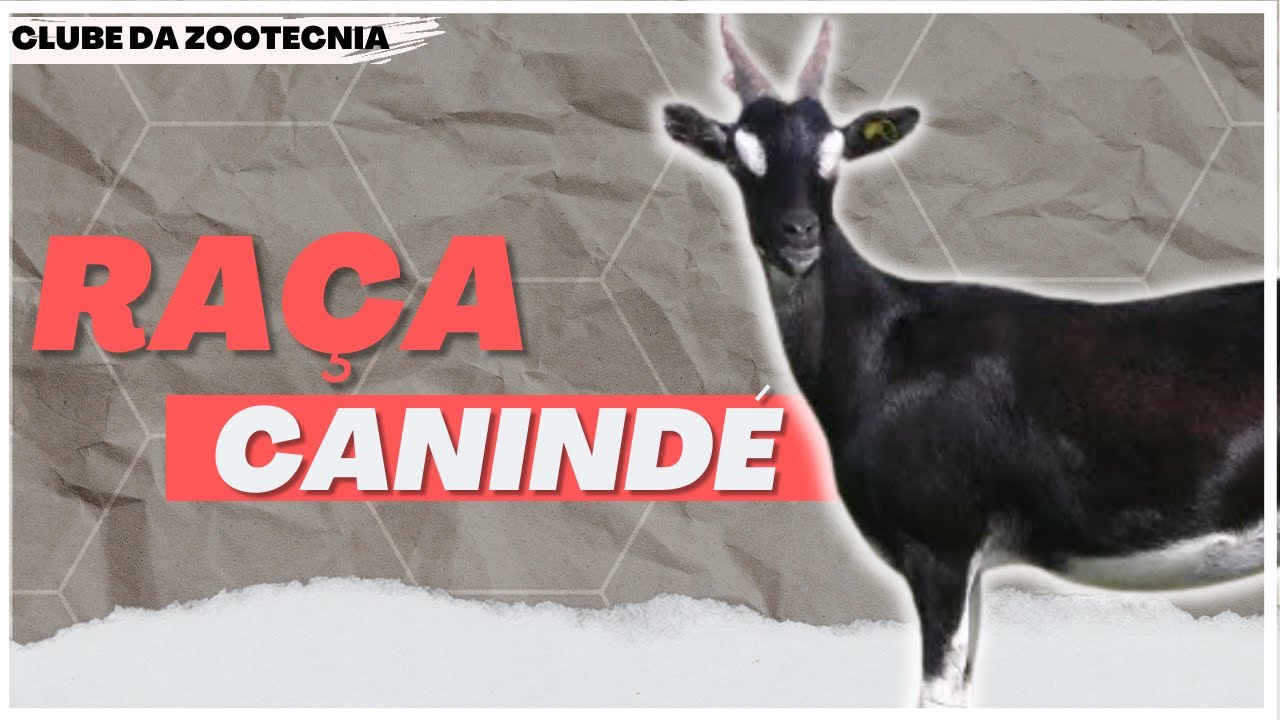 Conheça a RAÇA CANINDÉ