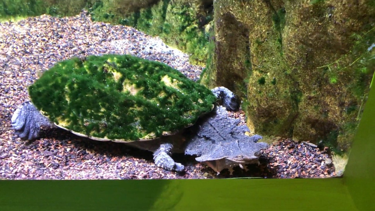 Mata Mata Turtle Feeding