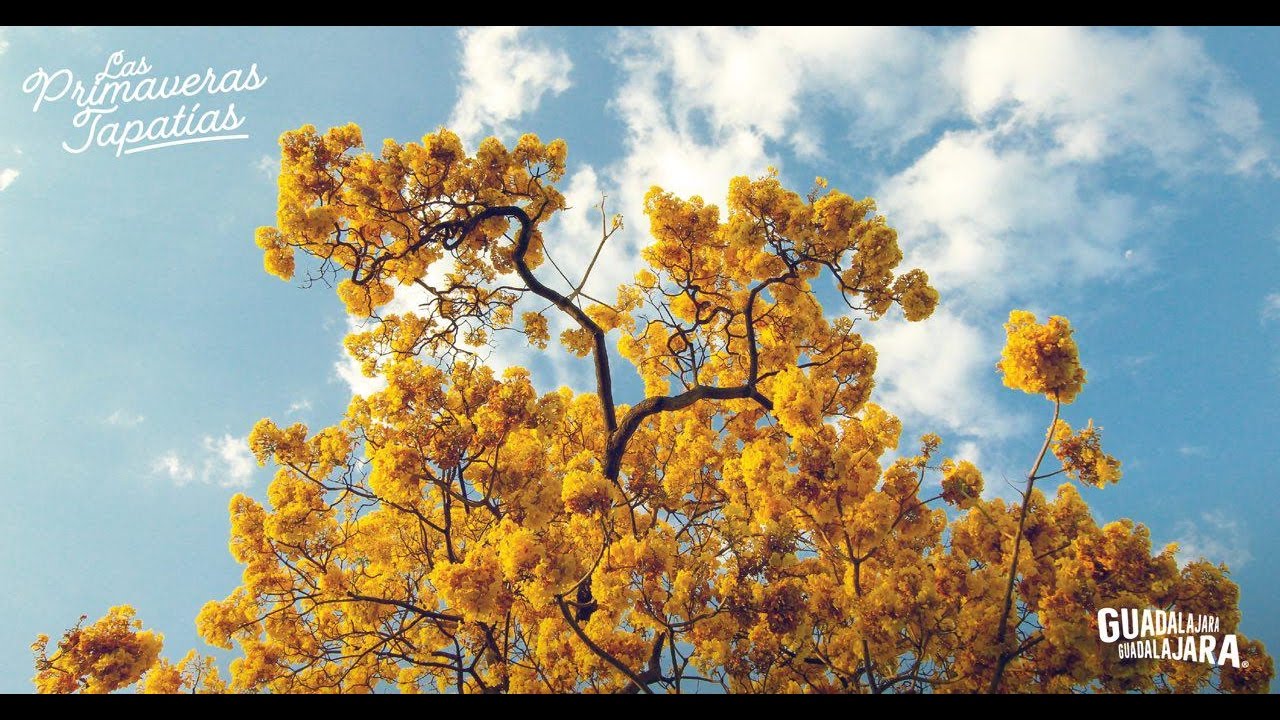 La Primavera Tapatía