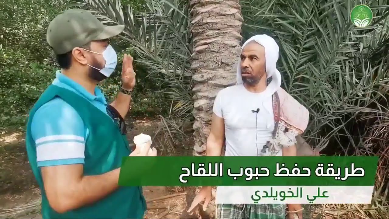 بالفيديو ... تعرف على طريقة حفظ حبوب لقاح النخيل من موسم لموسم. علي الخويلدي