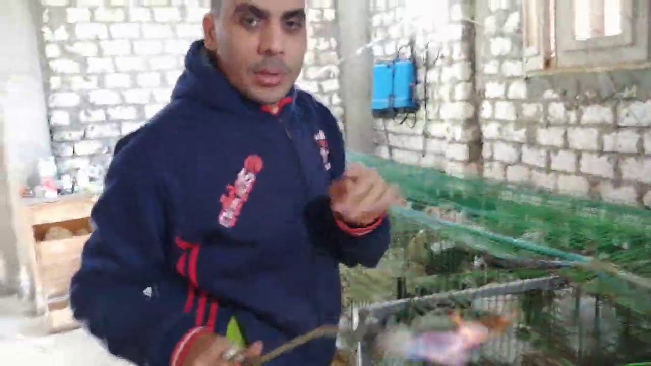 تطهير مزرعة الارانب من الفيروسات والبكتيريا والجرب من غير ادويه تماما عملى