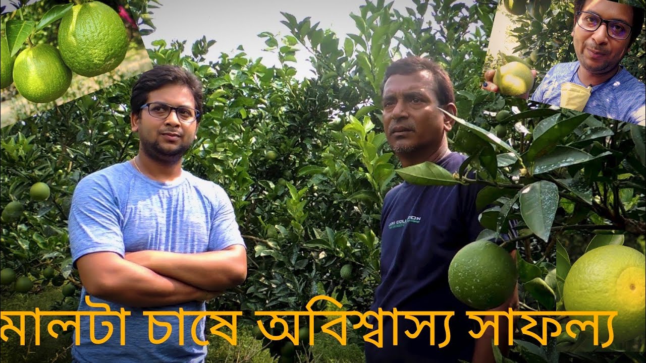 পশ্চিমবঙ্গের প্রথম সবুজ মালটা বাগান || West Bengal's First Green Malta Garden [BARI 1 Malta]