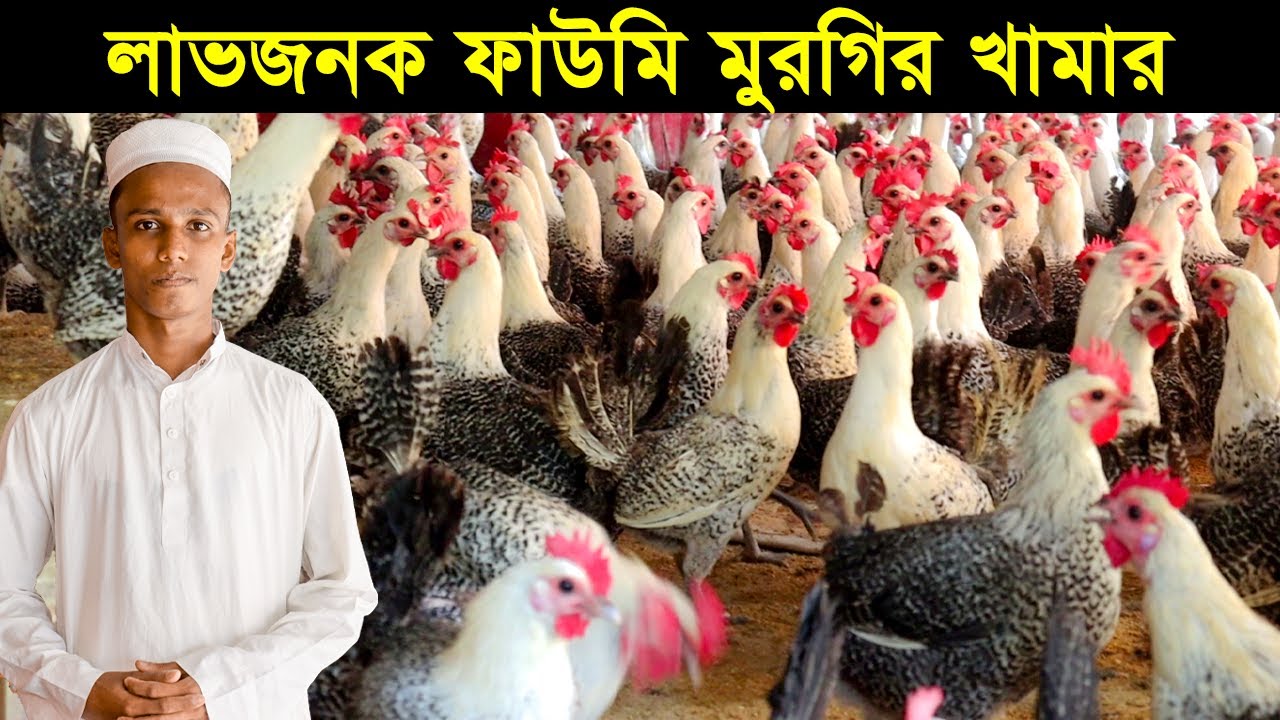 নোয়াখালীর তরুণ উদ্যোক্তা নজরুল ইসলামের লাভজনক ফাউমি মুরগির খামার। Fowomi morgi