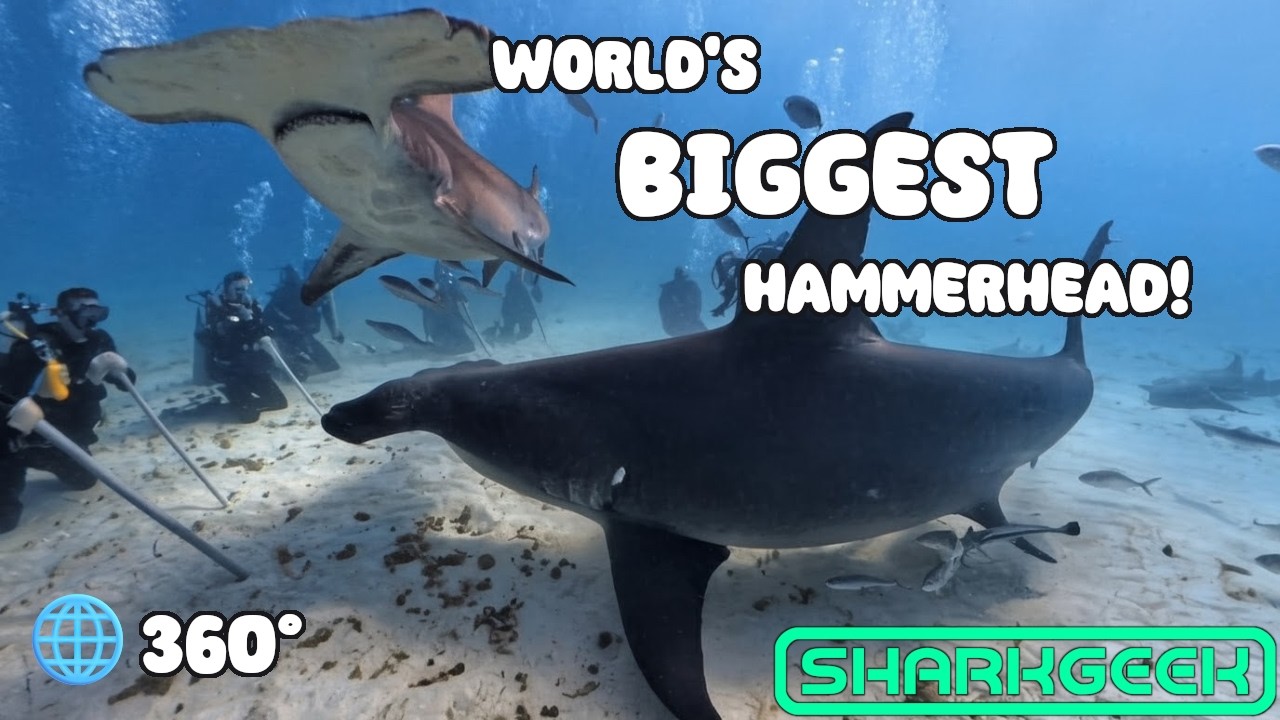 360 VR Great Dive with the biggest hammerhead shark in the world (Queen)