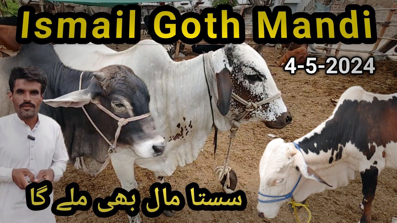 Ismail Goth Mandi Karachi 4-May-2024 | Cow Mandi Karachi | Qurbani ka maal 2024 | 