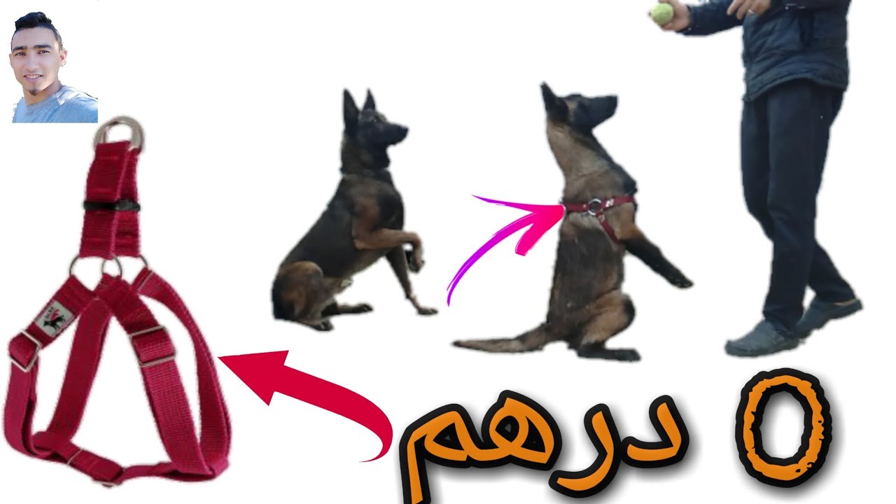 طريقة صنع Julius لكلبك بنفسك وبقا فدارك