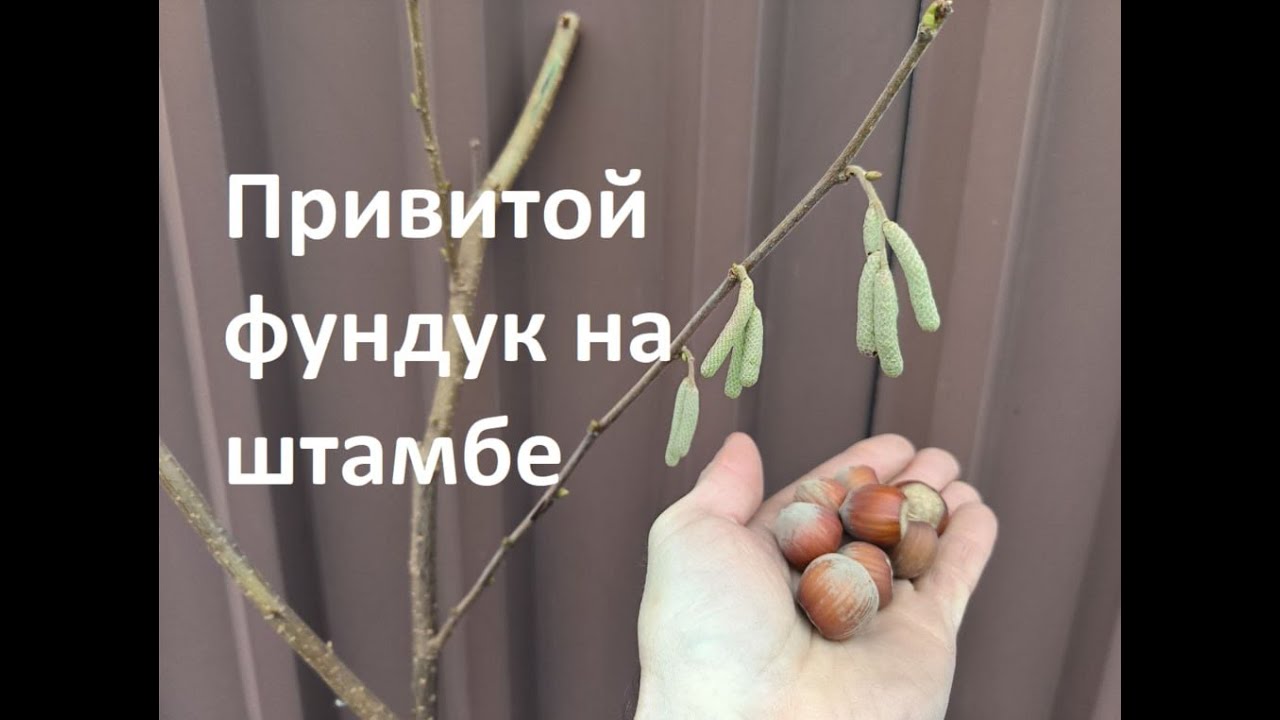 Легендарный фундук Северный14 на штамбе.