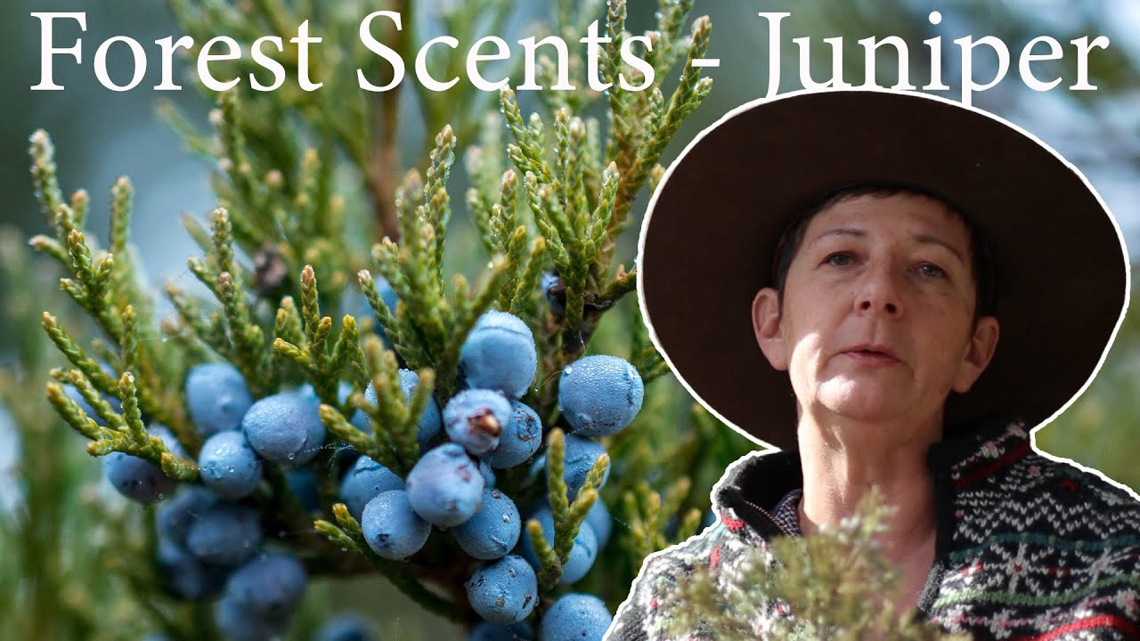Juniper and Health - Myths, Rituals and Uses