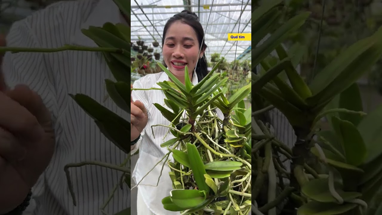 Sáng nay tiếp HÀNG NỤ đẹp giá tốt || HOA LAN TRỌNG MBS