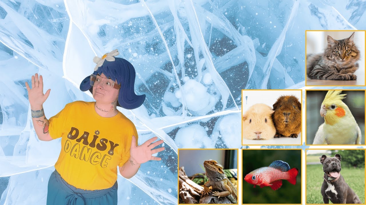 Identify: Pet or Wild Animal? Freeze Dance with Daisy Dance