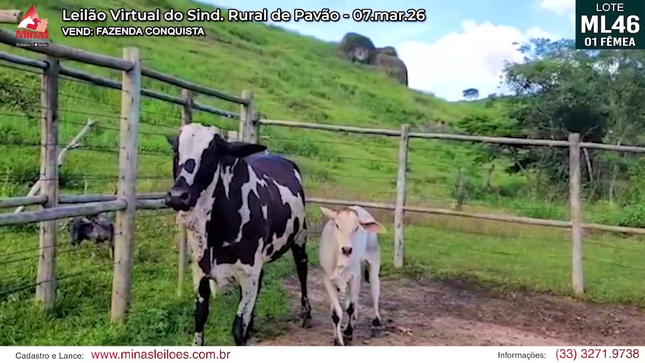 LOTE ML46