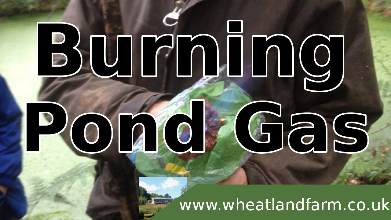Setting Gas From Our Pond On Fire