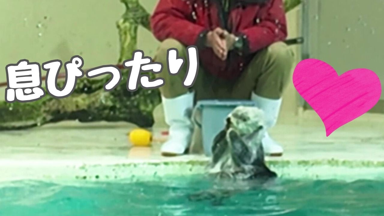 ラッコ 息ぴったりでポーズをきめるキラちゃん⭐通過するメイちゃん❤️ #鳥羽水族館 #seaotter #meoTube_Travel