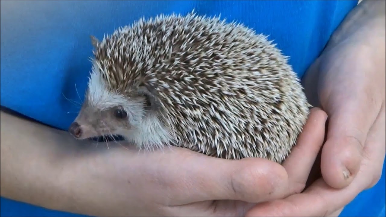 Around the Zoo - Episode 14 - Hedgehogs