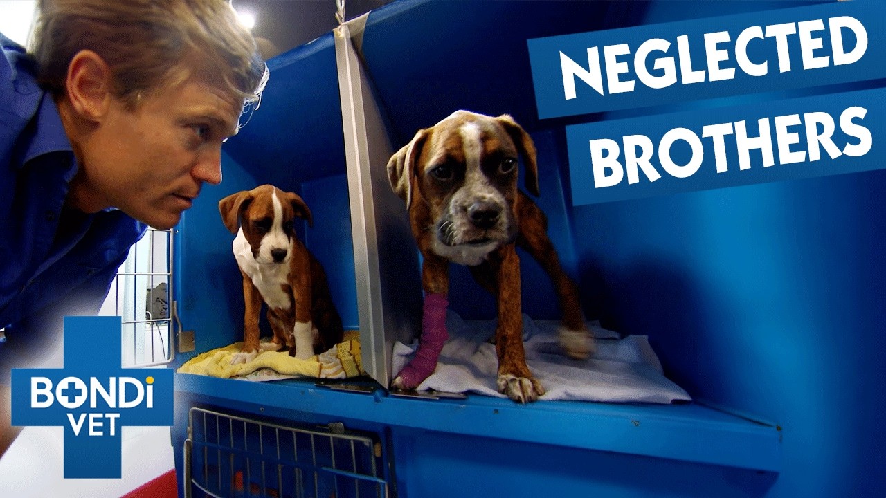 Two Puppies Injured in Hit and Run Need Urgent Care | Bondi Vet