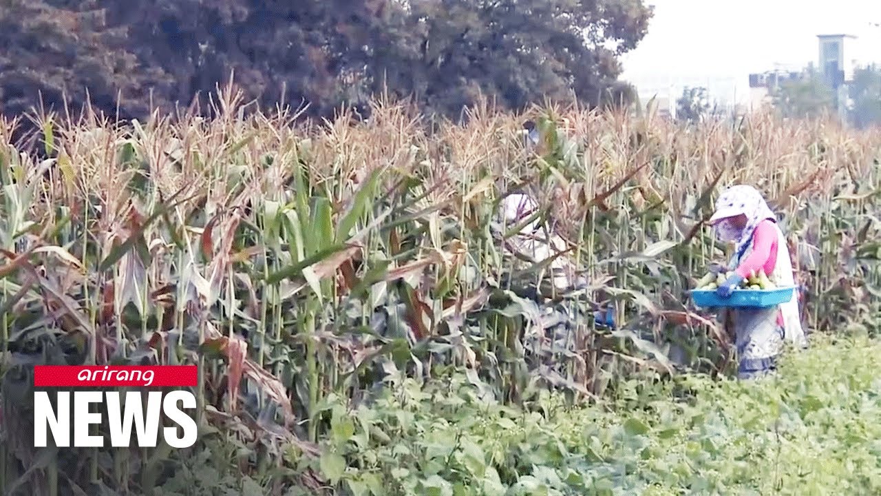 Securing food independence to ensure food security amid crises