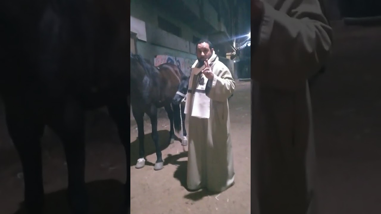 خيل الشيخ محمد رخا  نتايه سودا ووراه نتايه سودا وعشر من عمر بنتها والجر والفلاحه كامله 01093322202